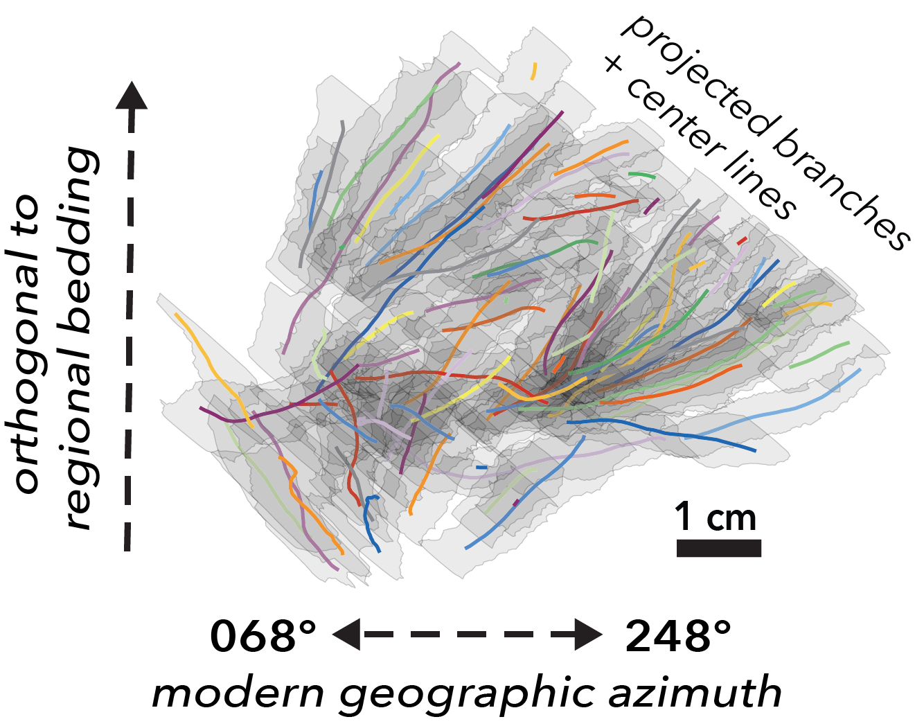 measurement
                 of archaeocyathid morphology