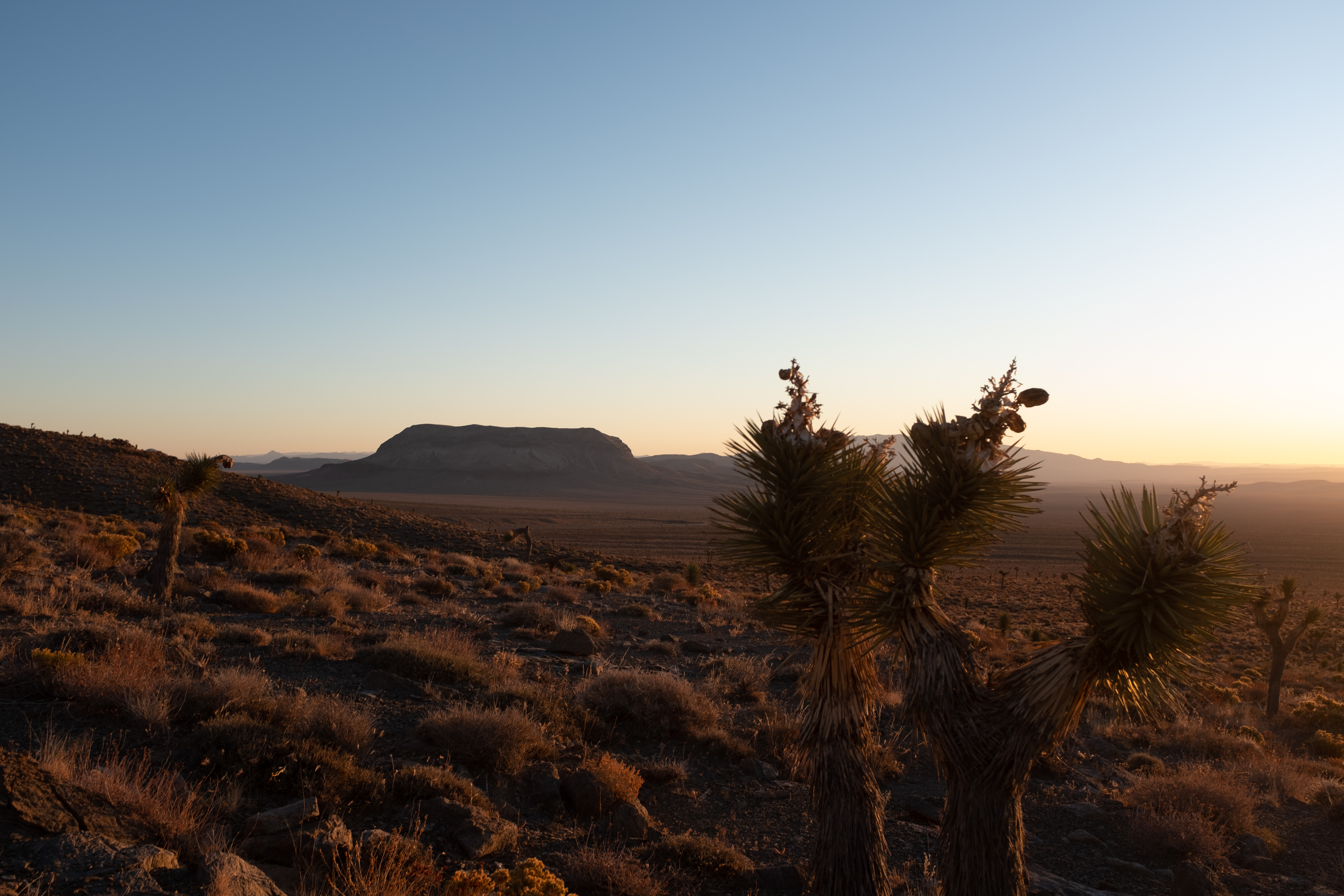 sunrise over joshua
                 tree