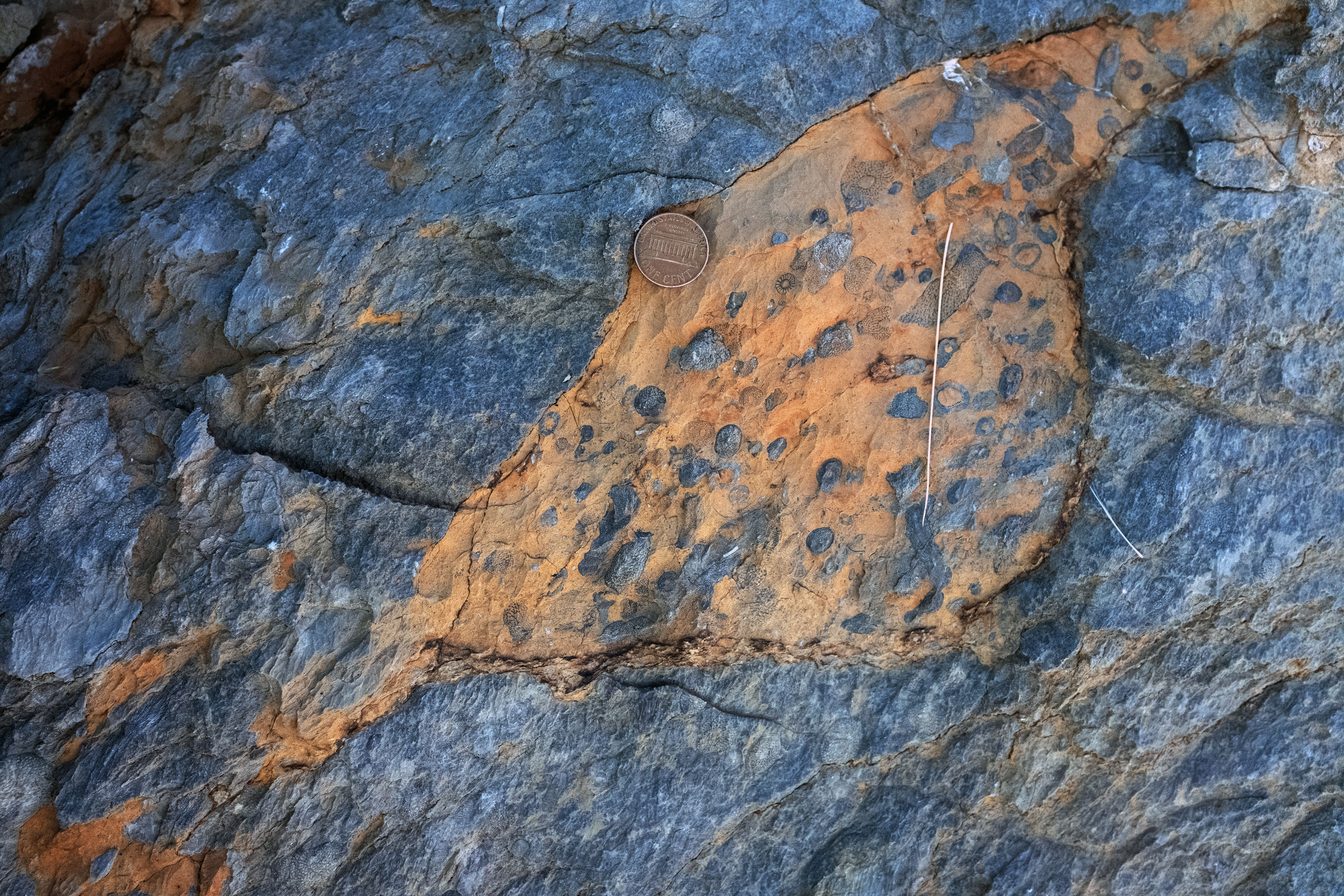 archaeocyaths in
                 rock outcrop